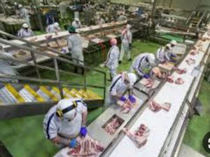 عامل انتاج في مصنع لحوم