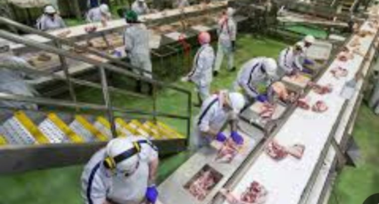 عامل انتاج في مصنع لحوم