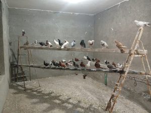 ح
حمام بلدي للبيع