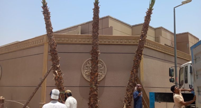 نخل  واشنطونيا زينه